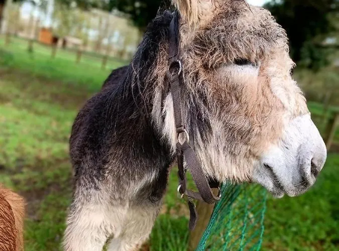 Mobil Cosy 5 Personnes Proche Du Puy Du Fou